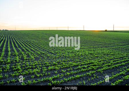 Reihen junger Rote-Beete-Sprossen, die auf einem Ackerland wachsen. Stockfoto