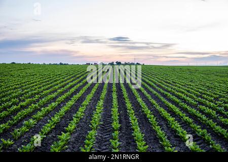 Gerade Reihen Rote-Beete-Sprossen, die auf einem Bauernhof wachsen. Landwirtschaft, gesunde Ernährung, Bio-Lebensmittel, Anbau, Maisfeld. Stockfoto