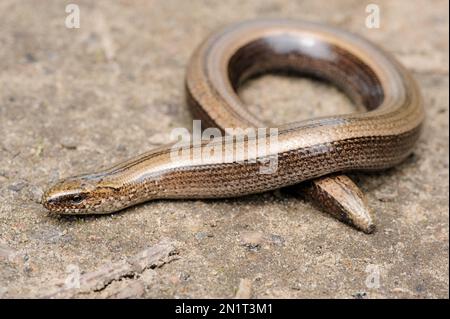 Seltene Tier, legless glänzend harmlos Eidechse langsamen Wurm auf dem Boden Stockfoto