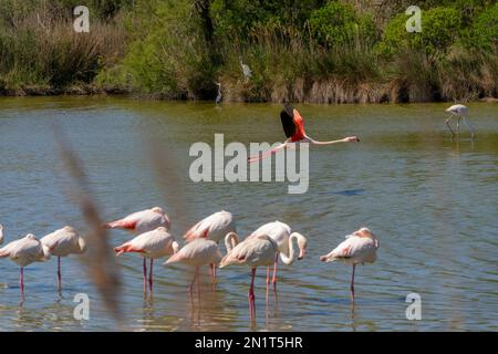 Großflamingos (Phoenicopterus roseus) in der Camargue in der Provence, Bouches du Rhone, Südfrankreich Stockfoto