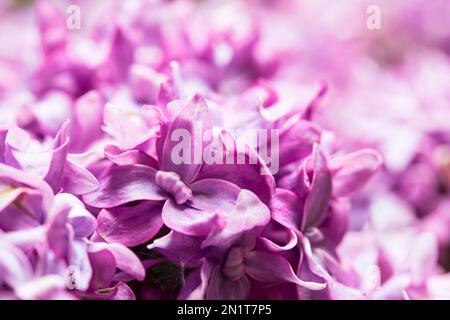 Nahaufnahme von lila Blumen, wunderschöner Frühlingsblumen-Bouquet Stockfoto