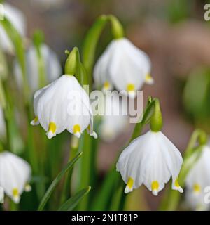 Blühende Frühlingsschneeflocken, leucojum vernum Stockfoto