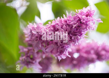 Flieder blüht im Frühlingsgarten. Fliederblüten vor verschwommenem Hintergrund, Platz für Text. Stockfoto
