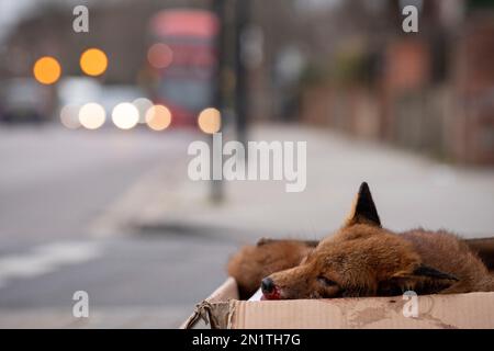 Ein städtischer Fuchs (Vulpes vulpes) liegt tot bei einem Verkehrsunfall, getötet und sorgfältig von einer Art Bewohner in einer Pappschachtel platziert und wartet auf seine Abholung am Straßenrand in Süd-London, am 4. Januar 2023, in London, England. Schätzungsweise 100.000 Füchse werden jedes Jahr auf den Straßen Großbritanniens getötet, und Kollisionen mit Fahrzeugen stellen wahrscheinlich die wichtigste Todesursache dar. Stockfoto