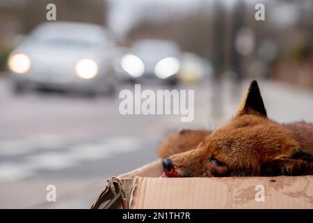 Ein städtischer Fuchs (Vulpes vulpes) liegt tot bei einem Verkehrsunfall, getötet und sorgfältig von einer Art Bewohner in einer Pappschachtel platziert und wartet auf seine Abholung am Straßenrand in Süd-London, am 4. Januar 2023, in London, England. Schätzungsweise 100.000 Füchse werden jedes Jahr auf den Straßen Großbritanniens getötet, und Kollisionen mit Fahrzeugen stellen wahrscheinlich die wichtigste Todesursache dar. Stockfoto