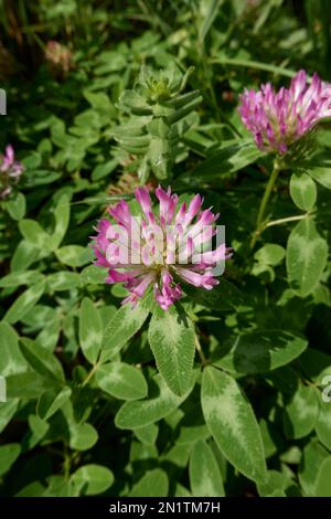 Trifolium Alpestre Blume aus der Nähe Stockfoto