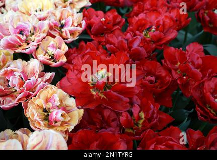 Doppelte Tulpen am Ende ihrer Blütezeit. Roter und rosafarbener Hintergrund im Frühling. Standort: Keukenhof, Niederlande Stockfoto