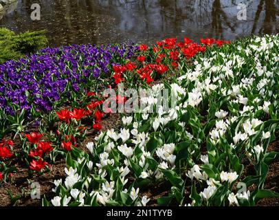 Frühlingsblumen in den Farben Blau, Rot und Weiß. Die Nationalfarben vieler Länder. Die blauen, eigentlich lila und weißen Blumen sind Krokusse Stockfoto