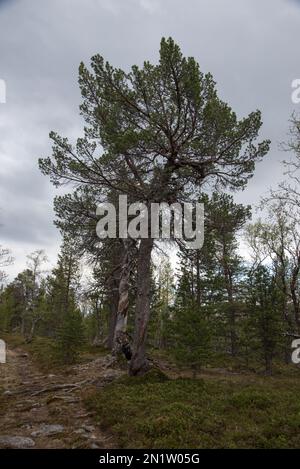 Der Nationalpark Øvre Dividal in Dividalen in der Gemeinde Målselv in der Provinz Troms in Norwegen ist bekannt für seine Kiefernwälder. Stockfoto