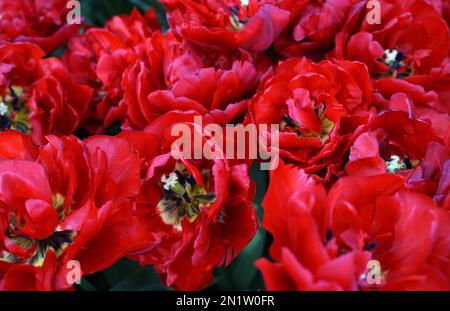 Doppelte Tulpen am Ende ihrer Blütezeit. Roter Frühlingshintergrund Stockfoto