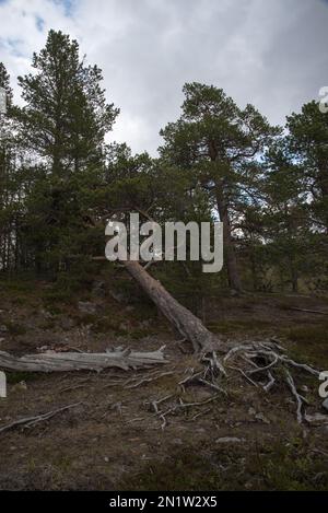 Der Nationalpark Øvre Dividal in Dividalen in der Gemeinde Målselv in der Provinz Troms in Norwegen ist bekannt für seine Kiefernwälder. Stockfoto