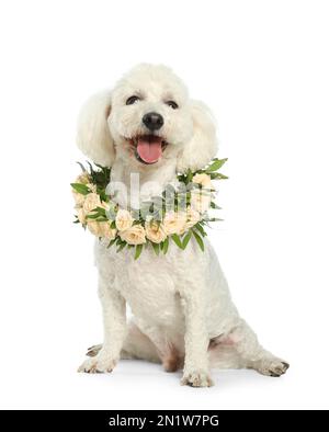 Der bezaubernde Bichon trägt einen Kranz aus wunderschönen Blumen auf weißem Hintergrund Stockfoto