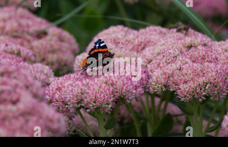 Roter Admiralsschmetterling, Vanessa atalanta, auf einer Blume von Sedum Spectabile im britischen Garten im September Stockfoto