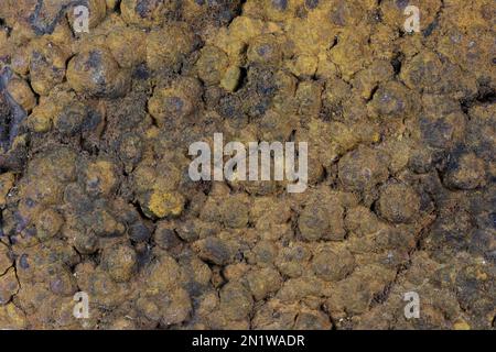 Limonite aus dem Schwarzwald, Deutschland zur Hintergrundverwendung Stockfoto