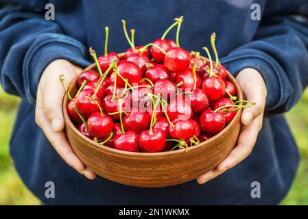 Kinderhände halten frisch gepflückte reife Kirschen in einer Schüssel. Bio-Früchte Stockfoto