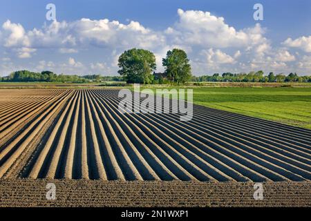 Furchen auf einem gepflügten/gepflügten Feld im Frühling in Schouwen-Duiveland, Zeeland, Niederlande Stockfoto