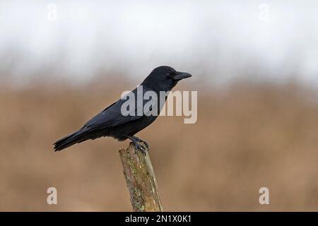 Aaskrähe (Corvus Corone) auf einem Holzzaunpfahl im Winter Stockfoto