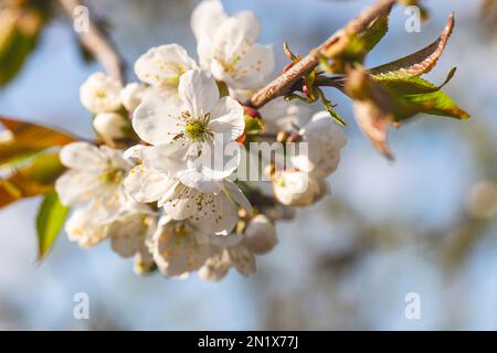 Blühender Apfelbaum auf einem unscharfen natürlichen Hintergrund. Selektiver Fokus Stockfoto