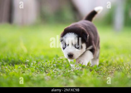 Der Hündchen Husky läuft auf dem grünen Gras im Park. Husky Hündchen draußen Stockfoto