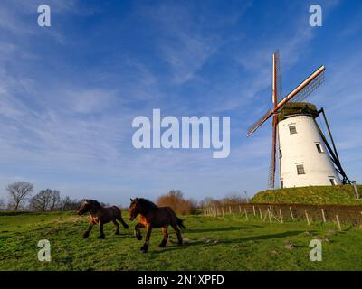 Pferde vor einer Mühle im wunderschönen Dorf Damme in Belgien Stockfoto