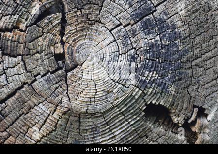 Natürlich Verwitterter Grauer Taupe-Brauner Stumpfquerschnitt, Baumstamm-Wachstum-Jahresringe, Strukturmuster, Groß Horizontal Detailliert Beschädigtes Blau Stockfoto