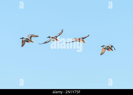 Eine Gruppe von vier Northern Shoveler Enten, die in Formation gegen einen klaren blauen Himmel fliegen. Stockfoto