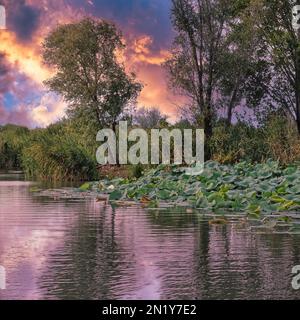 Sonnenuntergang auf dem Lake Superior, in der üppigen Natur des Mincio River Regional Park, auch berühmt für seine Lotusblumen. Stockfoto