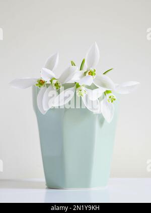 Weiße, frische Schneetropfen in Keramikvase Stockfoto