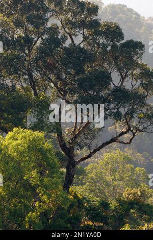 Grüner Wald in kerala, indien, Nachhaltigkeitskonzept, große Bäume, Naturschönheit in westlichen Giften Stockfoto