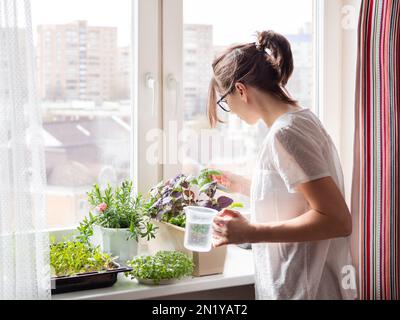 Die Frau gießt Zimmerpflanzen und Mikrogrüns auf dem Fensterbrett. Anbau von essbarem Bio-Basilikum, Rucola, Mikrogrün von Kohl für eine gesunde Ernährung. Garde Stockfoto