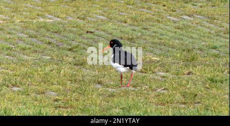 Ein eurasischer Austernfischer (Haematopus ostralegus) auf der Suche nach Nahrung im Gras. Standort: Hardenberg, Niederlande Stockfoto