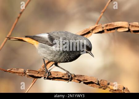 Der männliche schwarze RotStart (Phoenicurus ochruros), der kleine Passanten-Vogel. Stockfoto