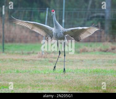 Ein Kran, der auf einem Rasen springt und fliegt Stockfoto