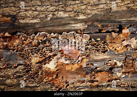 Klammer-Pilz auf einem verrotteten Stamm, aufgenommen im Januar 2023. Winter Stockfoto