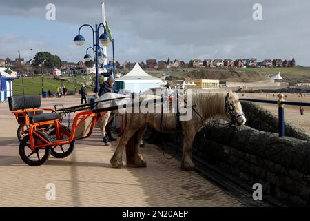 Ponys in Geschirr, die mit Geländern wetteifert wurden, ziehen Trainingswagen (Sulky, Roadster) am Barry Island Beach. Januar 2023. Im Winter. Stockfoto