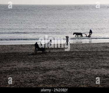 Ponys in Gurtzeug ziehen Trainingswagen (Sulky, Roadster) am Barry Island Beach. Januar 2023. Im Winter. Stockfoto