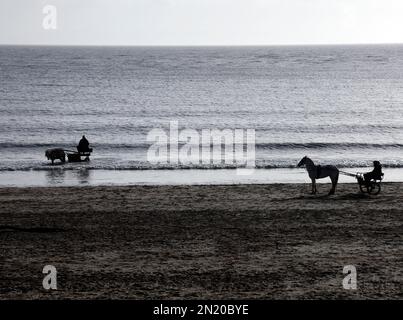 Ponys in Gurtzeug ziehen Trainingswagen (Sulky, Roadster) am Barry Island Beach. Januar 2023. Im Winter. Stockfoto