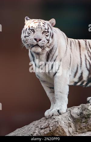Weißer Tiger mit schwarzen Streifen, der auf einem Felsen in kraftvoller Pose steht. Porträt mit unscharfem, farbenfrohem Hintergrund. Wilde Tiere, große Katze Stockfoto