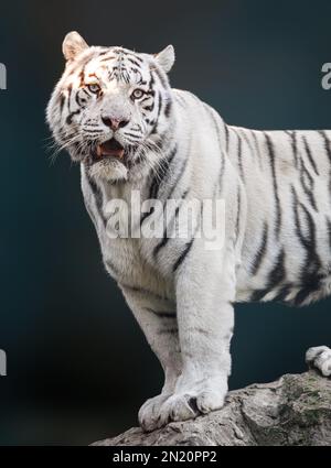 Weißer Tiger mit schwarzen Streifen, der auf einem Felsen steht und in kräftiger Pose brüllt. Hochformat mit unscharfem Hintergrund. Wilde Tiere, große Katze Stockfoto