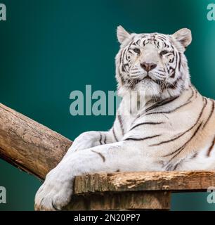 Weißer Tiger mit schwarzen Streifen auf einem Holzporträt. Nahansicht mit grünem, verschwommenem Hintergrund. Wilde Tiere im Zoo, große Katze Stockfoto