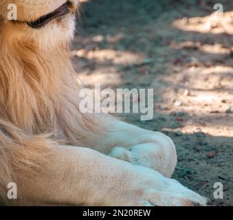 Weiße Löwenpfoten und Nahaufnahme des Körperprofils, mit unscharfem Hintergrund. Wilde Tiere beobachten Stockfoto