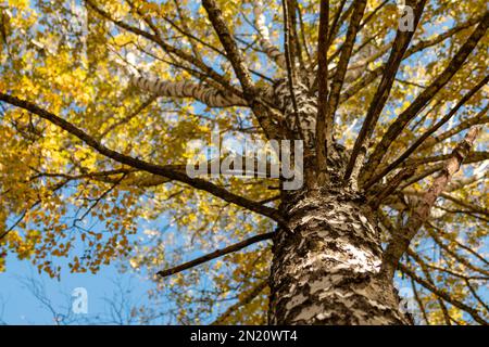 Die Birkenbäume im Herbst sehen mit gelben goldenen Blättern auf blauem Himmel nach oben. Nahaufnahme des natürlichen Waldes mit unscharfem Hintergrund Stockfoto