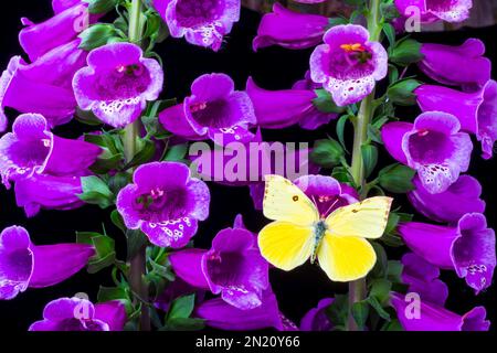 Schmetterling Auf Foxglove Stockfoto