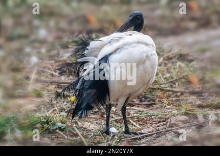 Madagassischer heiliger schwarz-weißer ibis Vogel, Threskiornis bernieri, Putzfedern mit verschwommenem Hintergrund Stockfoto