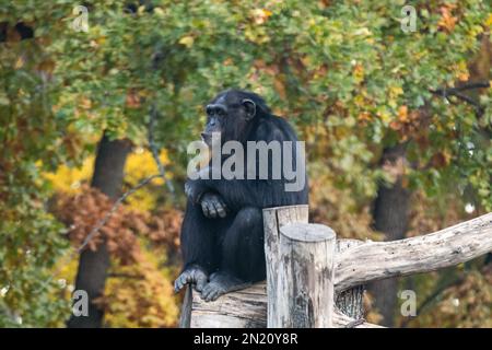 Der Schimpanse sitzt im Denken und posiert ruhig auf dem Holzstamm in einer Vogelkammer mit einem unscharfen Hintergrund aus herbstlichen Bäumen Stockfoto