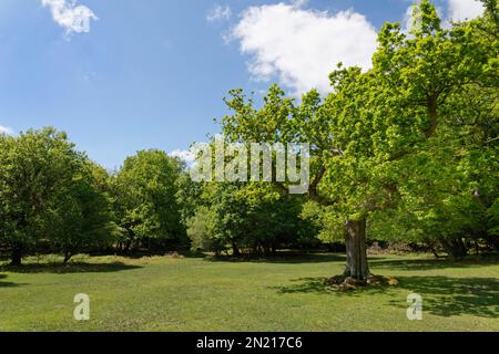 Stand von reifen englischen Eichen (Quercus robur) um ein offenes, weidiges Grasland, nahe Fritham, New Forest National Park, Hampshire, UK, Mai. Stockfoto