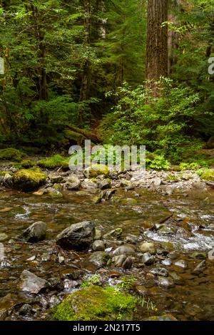 Ein kleiner, überwachsener Pfad führt in den üppigen grünen Wald auf der anderen Seite eines Bachs in der Nähe des Treppenhaus Campingplatzes im Olympic National Park. Stockfoto