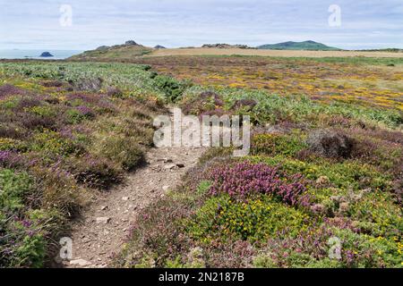 Pembrokeshire Coast Path und blühende Glockenheide (Erica cinerea), Heidekraut (Calluna vulgaris) und westliche Göre (Ulex gallii, Porthclais. Stockfoto