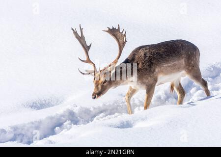 Naturpark hohe Wand: Der Buck des europäischen Damhirsches (Dama dama) im Schnee in Wiener Alpen, Alpen, Niederösterreich, Niederösterreich, Österreich Stockfoto