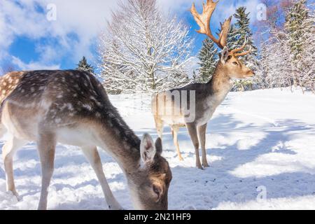 Naturpark hohe Wand: Herde europäischer Damhirsche (Dama dama) im Schnee, Wildpark in Wiener Alpen, Alpen, Niederösterreich, Niederösterreich, Österreich Stockfoto